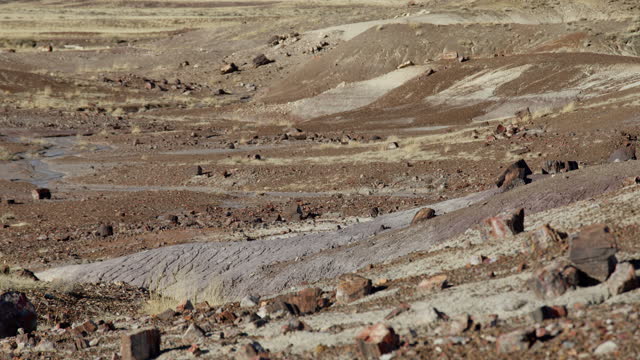 Crystal Forest in the Petrified Forest National Park