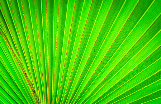 Close up of a Saw Palmetto frond found in northern Florida.