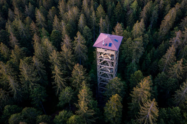 A lookout tower in the middle of the forest