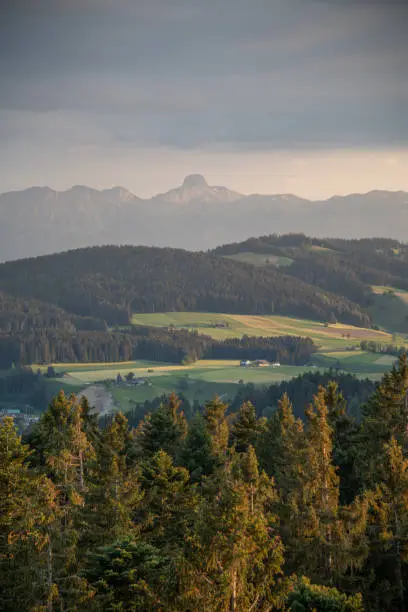 Photo of Swiss mountain landscape with coniferous trees as foreground