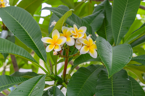 beautiful frangipani