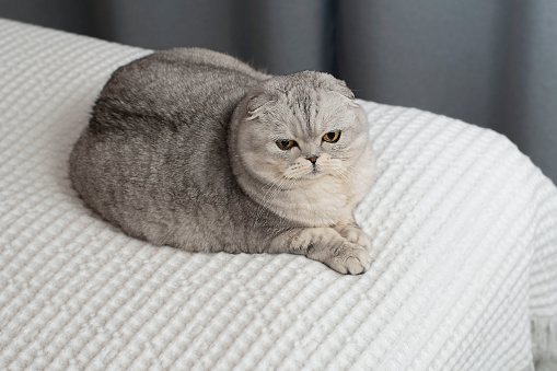 Animals. Portrait. A beautiful Scottish fold domestic cat lies on a bed on a white bedspread in a home interior. Close-up. soft focus
