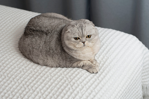 Cute tabby cat on the edge of a chair in kitchen. Apartment is very lived in and cosy. Horizontal full length indoors shot with copy space.