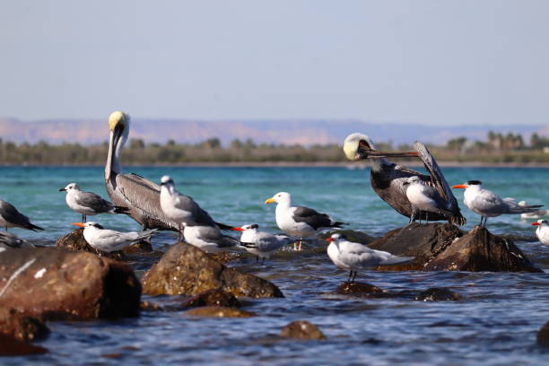 istock A group of pelicans and seagulls on rocks. 1458049775