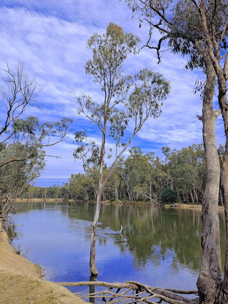 istock Barmah National Park, Victoria, Australia 1458050532