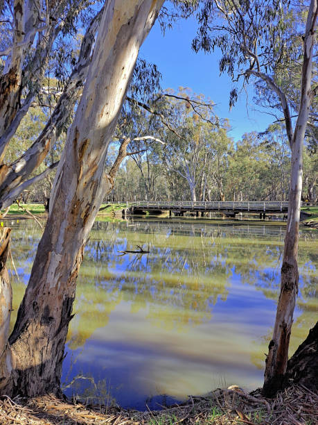 istock Barmah National Park, Victoria, Australia 1458050647