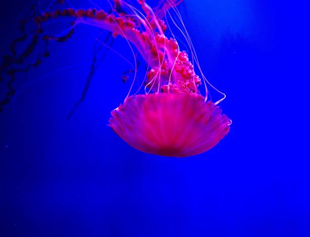 istock Jellyfish in an aquarium with pink light 1458051012