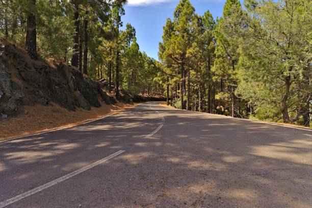 Road view through the pine forest in the Teide national parc Road view through the pine forest in the Teide national parc. It is beautiful to drive through the fresh pine forests and enjoy the canarian vegetation as well as climate. village vilaflor on tenerife stock pictures, royalty-free photos & images