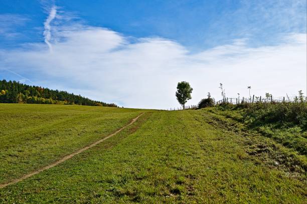 istock Meadow with trail, a tree and the blue sky 1458052133