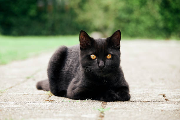 istock Black cat lying outdoors on the street 1458052223