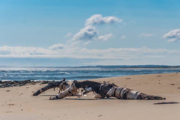 a birch tree washed up on plum island beach. - plum imagens e fotografias de stock