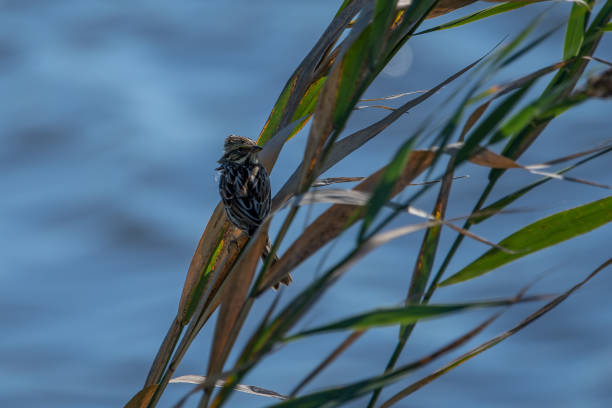 a savannah sparrow clinging to grass - passerculus sandwichensis imagens e fotografias de stock