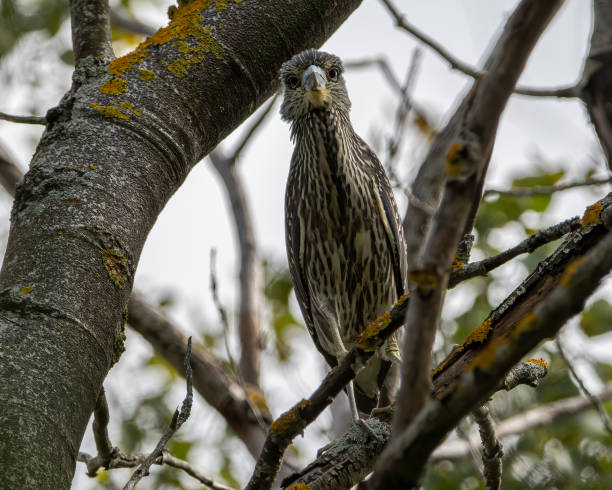 istock A juvenile black crowned night heron perched in a tree. 1458052430