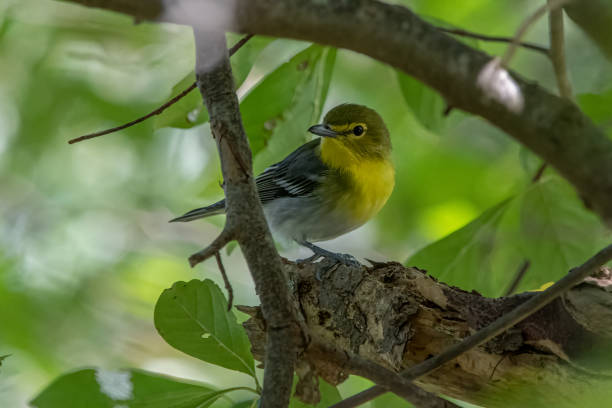 istock A yellow throated vireo perched on a tree branch. 1458052487