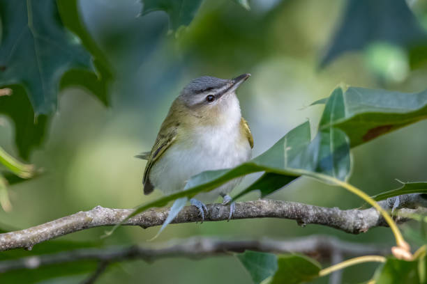 istock A red eyed vireo on a tree branch. 1458052551