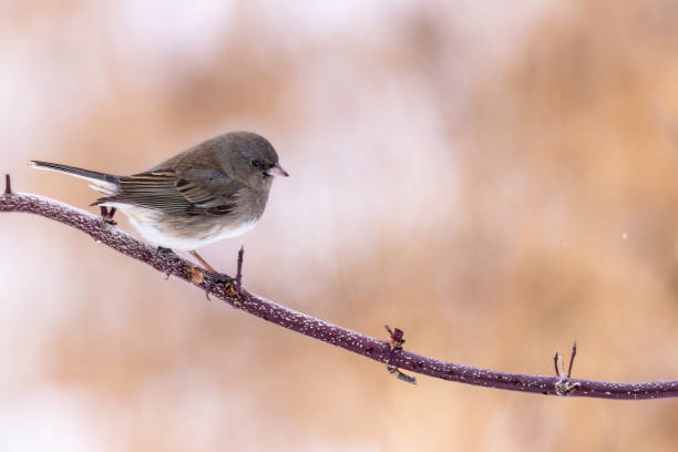 istock A dark-eyed junco on a branch during a snowy day 1458052628