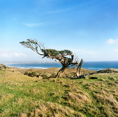 A Lone tree in a field,\nChatham Islands,\nNew Zealand