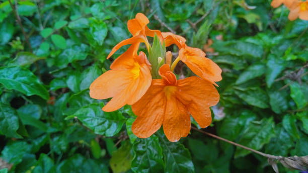 istock orange flower blooming among green leaves 1458054337