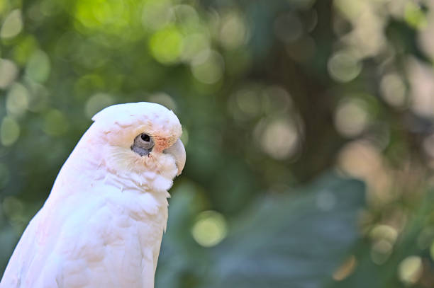 istock White cockatoo looking sideways of the camera 1458054494