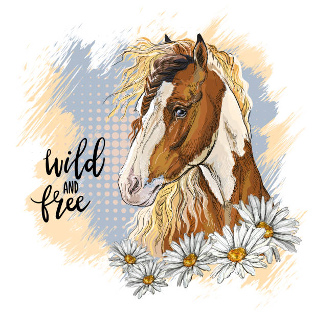 bildbanksillustrationer, clip art samt tecknat material och ikoner med portrait of a pinto horse and camomiles vector illustration isolated - horse skäck