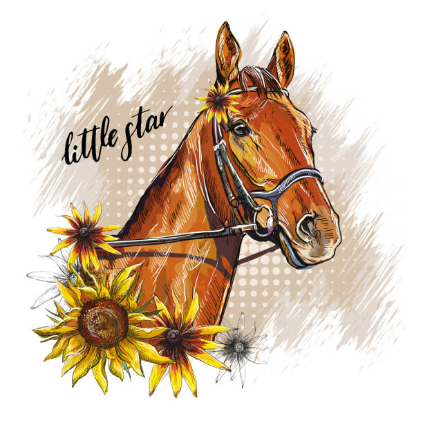 illustrations, cliparts, dessins animés et icônes de portrait d’un cheval et d’un tournesol illustration vectorielle isolée - bride bouquet