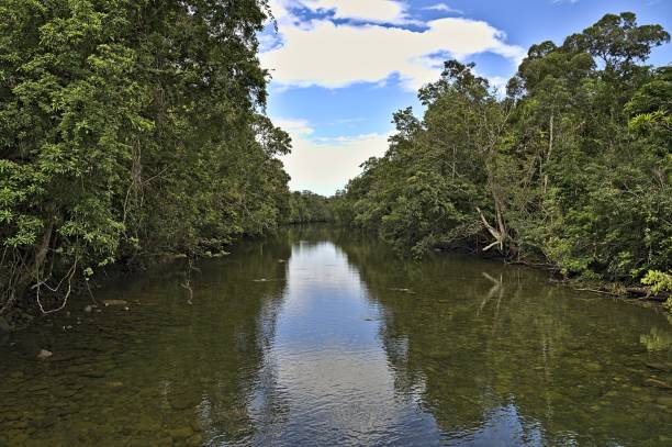 istock View from a bridge at Bloomfield River in the Daintree rainforest 1458055025