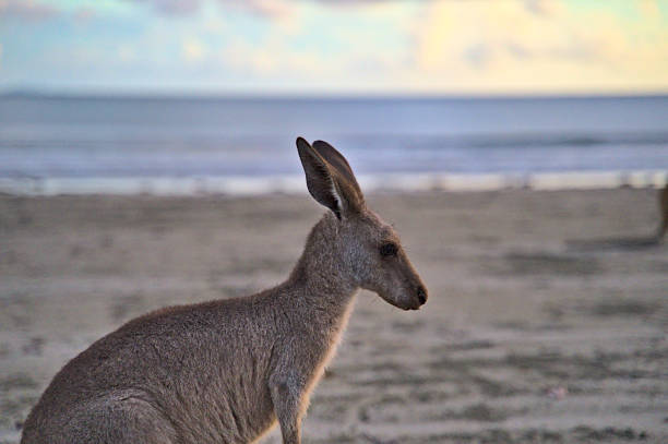 istock Kangaroo during sunrise at Cape Hillsborough on the beach 1458055563