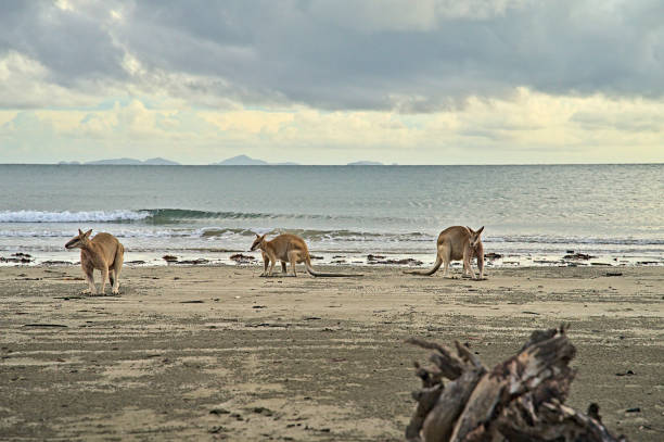 istock Kangaroo during sunrise at Cape Hillsborough on the beach 1458055564