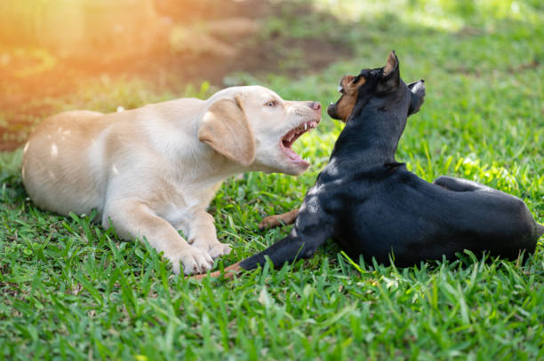 istock Two barking on each other puppies 1458056755
