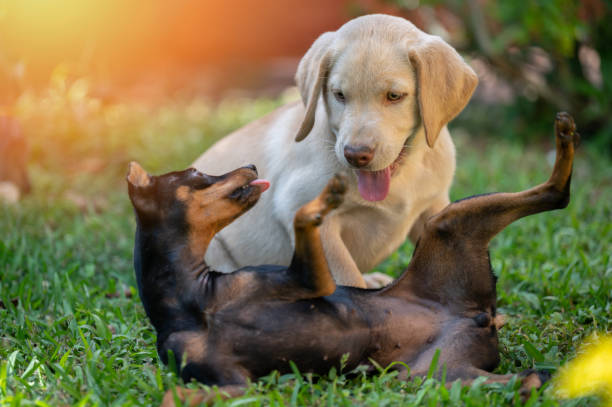 istock Two little dog play on grass 1458056774