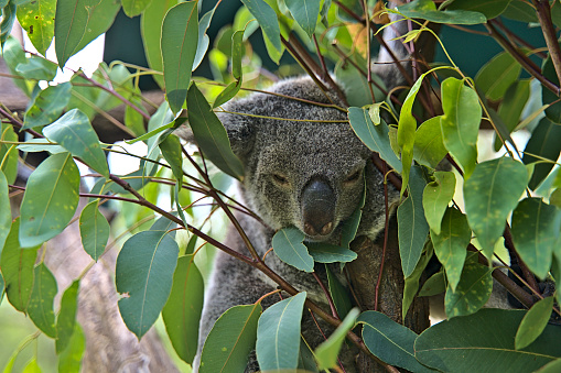 Photo of a koala bear photographed during the day in March 2015