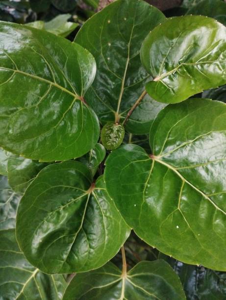 istock Dark green leaves neatly arranged 1458056985