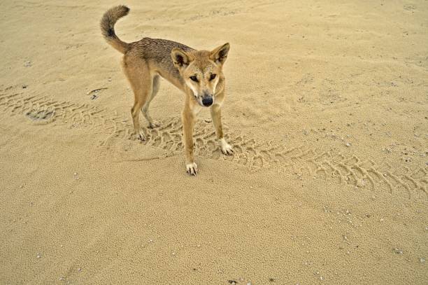 istock Wild dingo on Frazer Island approaching curiously 1458057703