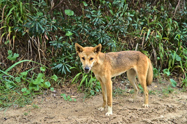 istock Wild dingo on Frazer Island approaching curiously 1458057705