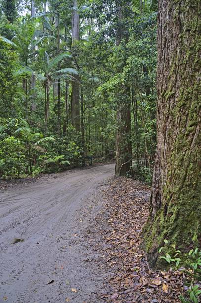istock Frazer Island. sand track through the forest 1458058362