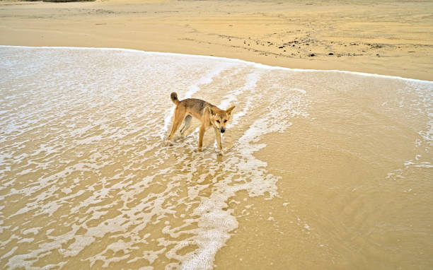 Wild dingo on Frazer Island approaching curiously. Probably smelling some food