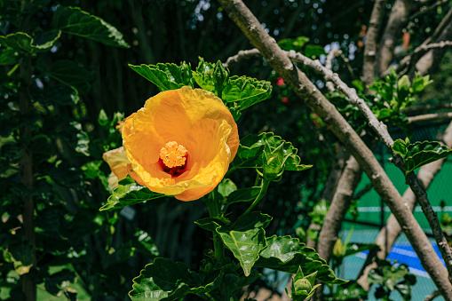 Bogotá, Colombia - a yellow hibiscus flower in the morning sunlight. It is being grown in the garden.