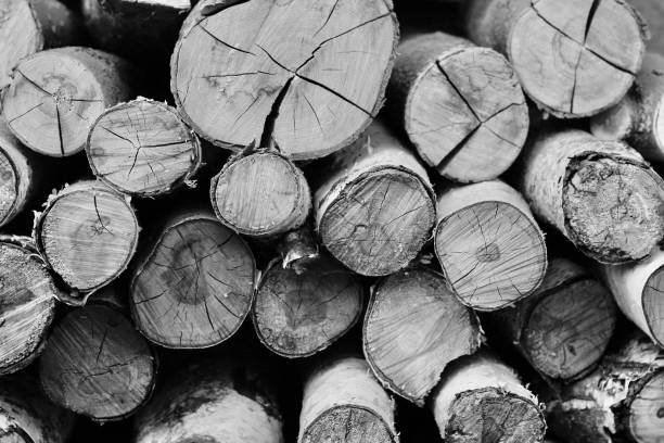 istock Birchwood Stacked Closeup Black and White 1458059992