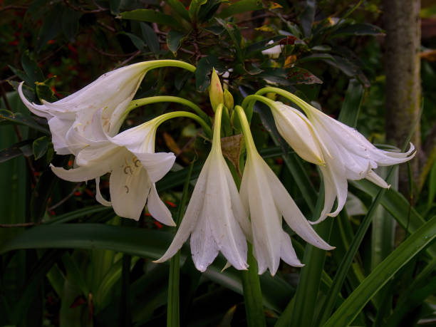A bouquet of madonna lily flowers and buds A bouquet of madonna lily flowers and buds. Photographed at a garden near the colonial town of Villa de Leyva in the Andean mountains of central Colombia. white stargazer stock pictures, royalty-free photos & images