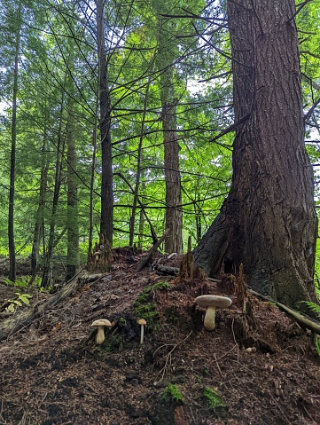 Three mushrooms in the woods