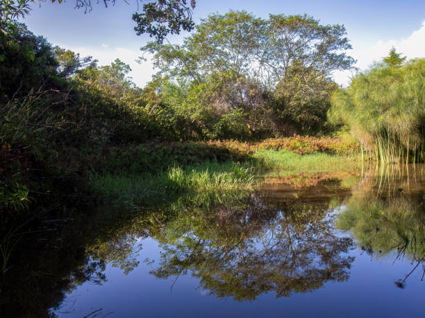 istock View of a pond with papyrus plants and some other native vegetation 1458063854