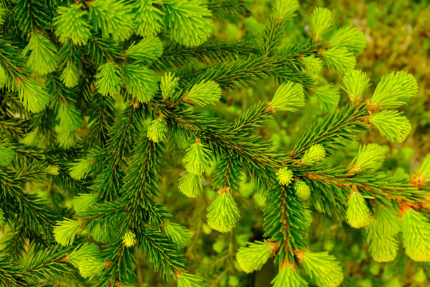 junge grüne tannenzweige mit kleinen nadeln. hintergrund von wachsendem immergrünen tannenbaum für veröffentlichung, poster, bildschirmschoner, hintergrundbild, banner, cover, post, website. hochwertiges foto - growth new evergreen tree pine tree stock-fotos und bilder