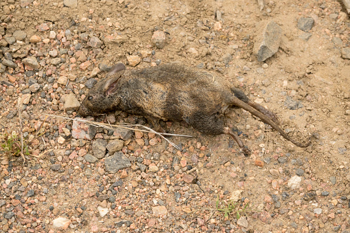 The charred remains of a rat lie near the road in Littleton, Colorado’s Waterton Canyon. According to fire fighters at the scene, they got the call at 3:30am of a fire near the Strontia Springs Dam along the South Platte River in Waterton Canyon on September 21, 2022. West Metro and the U.S. Forest Service fire fighters quickly put out the flames which were climbing the steep canyon walls. According to fire fighters, the source of the fire was located at an electrical box, likely ignited by the rat chewing the wires and electrocuted. The body of the rat was relocated near the road by a firefighter, where it remained and later decomposed.