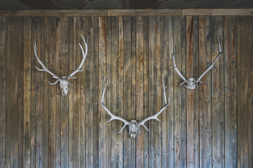 Skulls of animal heads mounted to the wooden wall as a trophy or decoration.
