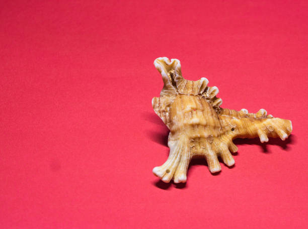 istock Beautiful murex shell, galle, sri lanka 1458066034