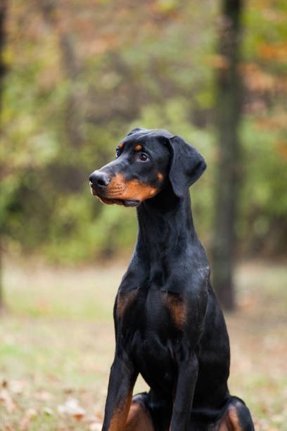 istock Doberman puppy in the autumn forest 1458066701