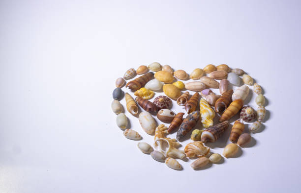 Shell in format