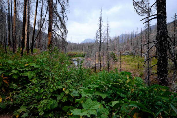 istock Regrowth after forest fire.  Waterton Lakes National Park, Alberta, Canada 1458070119