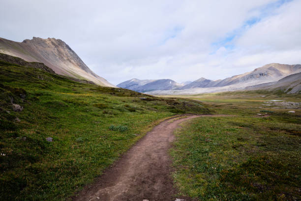 istock Open meadows of the Wilcox Pass Trail, Icefields Parkway, Alberta 1458070667