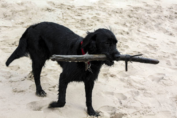 ドイツの砂浜で棒で遊ぶ黒い犬。 - osterholz ストックフォトと画像